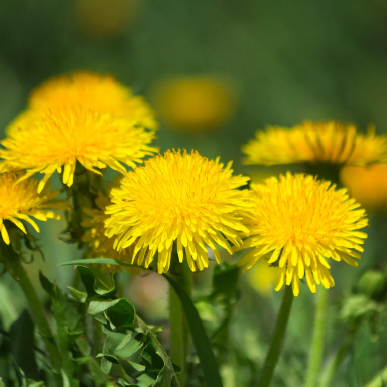 Dandelion Control How To Get Rid Of Dandelions For Good With Turf 10