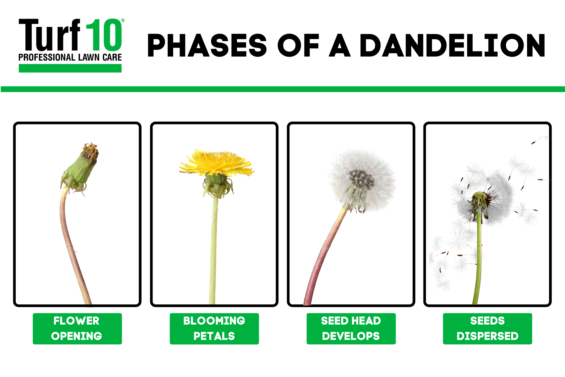 Dandelion Control How To Get Rid Of Dandelions For Good With Turf 10